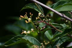 Palicourea pubescens