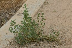 Amaranthus albus