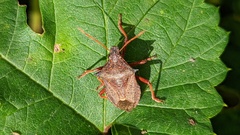 Picromerus bidens