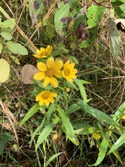 Bidens trichosperma