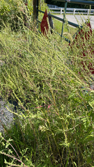 Ambrosia artemisiifolia