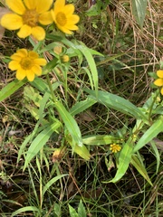 Bidens trichosperma