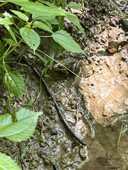 Lithobates clamitans