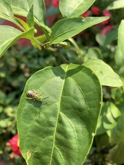 Agapostemon splendens