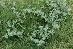 Chenopodium berlandieri