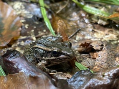 Lithobates sphenocephalus