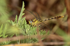 Arigomphus lentulus
