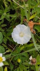 Distimake dissectus dissectus