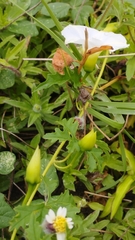 Distimake dissectus dissectus