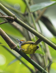 Phyllergates cucullatus