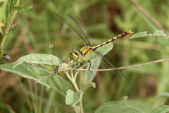 Arigomphus lentulus