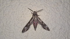 Agrius convolvuli