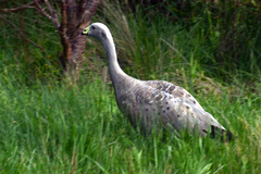 Cereopsis novaehollandiae