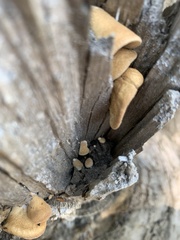 Crepidotus crocophyllus