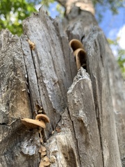 Crepidotus crocophyllus