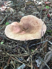 Lactarius helvus