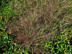 Eragrostis spectabilis