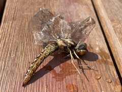 Pantala hymenaea