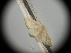 Idaea eugeniata