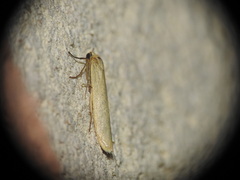 Eilema lutarella