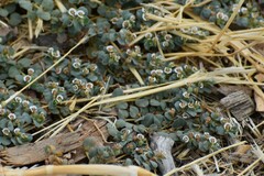 Euphorbia albomarginata