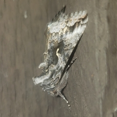 Autographa californica