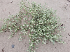 Atriplex laciniata