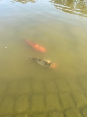 Cyprinus rubrofuscus