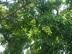 Mangifera