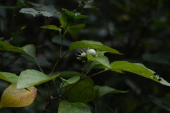Lycianthes lenta