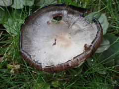 Coprinopsis atramentaria