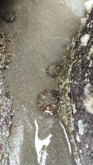 Anthozoa
