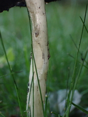 Coprinopsis atramentaria