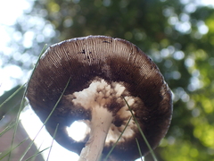 Coprinopsis atramentaria