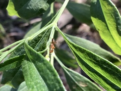 Camponotus snellingi