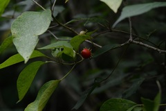 Lycianthes lenta