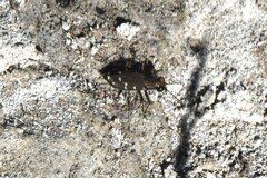 Cicindela oregona