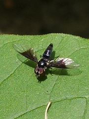Ocyptamus dimidiatus
