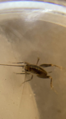 Tachycines asynamorus