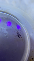 Tachycines asynamorus