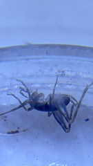 Tachycines asynamorus