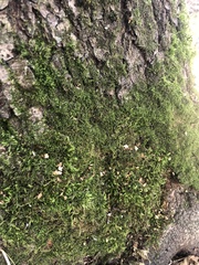 Amblystegium serpens