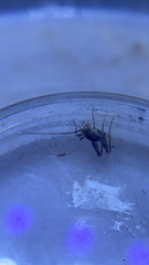 Tachycines asynamorus