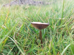 Entoloma sericeum