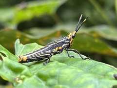 Zonocerus