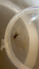 Tachycines asynamorus