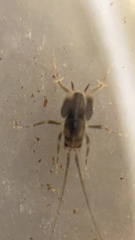 Tachycines asynamorus