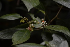 Lycianthes sideroxyloides