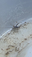 Tachycines asynamorus