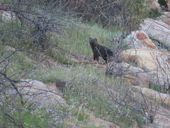 Herpestes pulverulentus